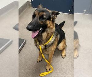 German Shepherd Dog Dogs for adoption in HESPERIA, CA, USA