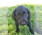 Small #4 Wirehaired lab