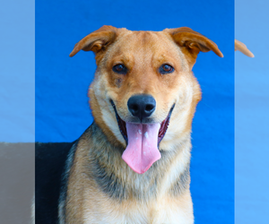 German Shepherd Dog Dogs for adoption in Pasadena, CA, USA