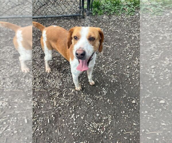 Medium Photo #3 Mutt Puppy For Sale in Elmsford, NY, USA