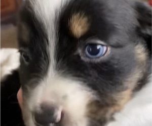 Medium Miniature American Shepherd