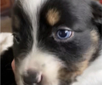 Small Photo #1 Miniature American Shepherd Puppy For Sale in PLACERVILLE, CA, USA