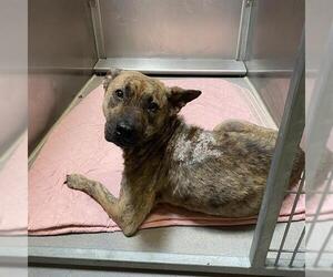 Mutt Dogs for adoption in Modesto, CA, USA