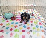 Small #5 Dachshund