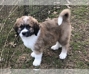 Pyredoodle Puppy for sale in ANZA, CA, USA