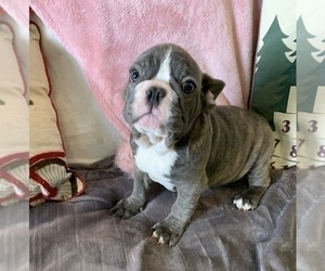 French Bulldog Puppy for sale in JOHNS ISLAND, SC, USA