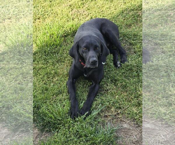 Medium Photo #5 German Shorthaired Pointer-Unknown Mix Puppy For Sale in Spotsylvania, VA, USA