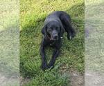 Small #4 German Shorthaired Pointer Mix