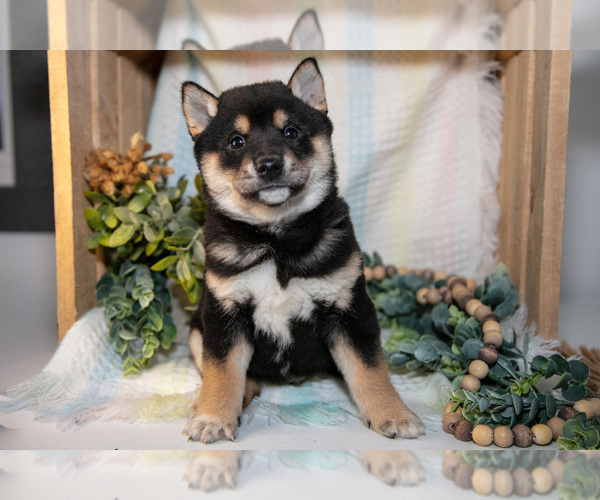 Medium Photo #1 Shiba Inu Puppy For Sale in TOPEKA, IN, USA