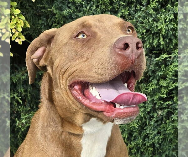 Medium Photo #1 American Staffordshire Terrier-Labrador Retriever Mix Puppy For Sale in Albuquerque, NM, USA