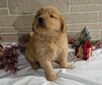 Puppy Isaac Golden Retriever