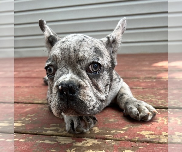 Medium Photo #9 French Bulldog Puppy For Sale in LA VERGNE, TN, USA