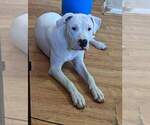Small Photo #8 Dogo Argentino Puppy For Sale in KATY, TX, USA