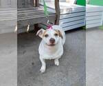Small #3 Mutt