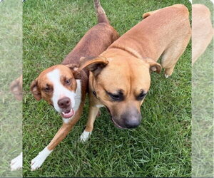Sassie - Female Mutt Dog for Adoption - Photo #2