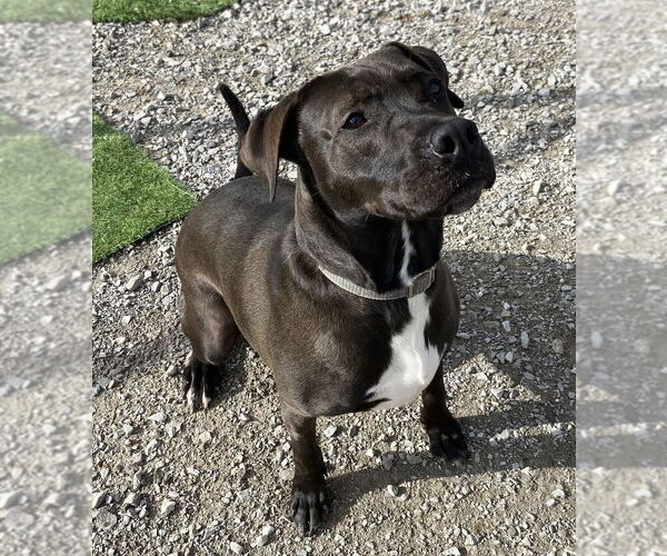 Medium Photo #5 Labrador Retriever-Unknown Mix Puppy For Sale in Evansville, IN, USA