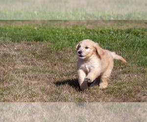 Goldendoodle Puppy for sale in TACOMA, WA, USA