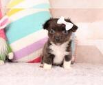 Small #5 Chihuahua