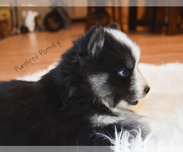 Medium Photo #4 Pomsky Puppy For Sale in KANSAS CITY, MO, USA