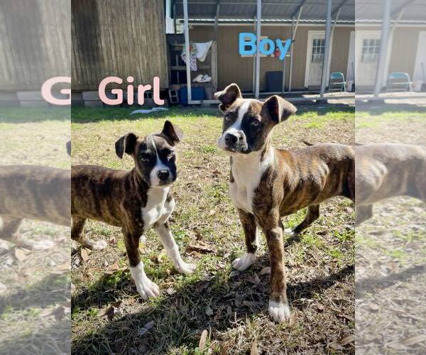 Medium Photo #3 Boxer Puppy For Sale in Dumont, NJ, USA