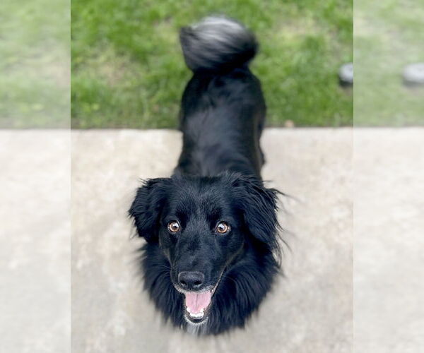 Medium Photo #2 Colonial Cocker Spaniel-Unknown Mix Puppy For Sale in Corona, CA, USA