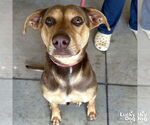 Small Retriever  Mix