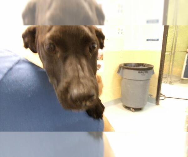 Medium Photo #1 Labrador Retriever-Unknown Mix Puppy For Sale in Tulsa, OK, USA