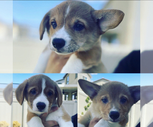 Pembroke Welsh Corgi Puppy for sale in BANNING, CA, USA