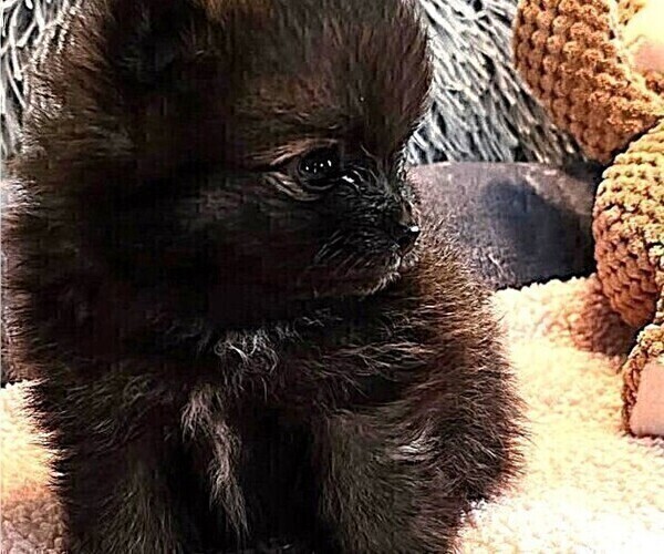 Medium Photo #3 Pomeranian Puppy For Sale in MENIFEE, CA, USA