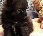Small #2 Pomeranian