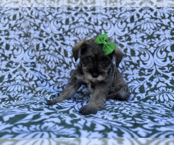 Medium Photo #1 Schnauzer (Miniature) Puppy For Sale in LAKELAND, FL, USA