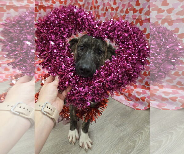 Medium Photo #6 Holland Shepherd-Plott Hound Mix Puppy For Sale in Attalka, AL, USA