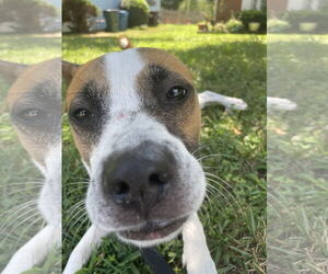 Lola b - Female Boxer-Unknown Mix Dog for Adoption - Photo #4