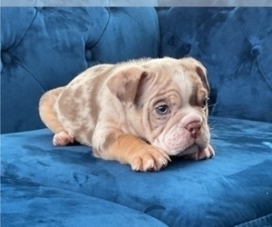 English Bulldog Puppy for sale in BEVERLY HILLS, CA, USA