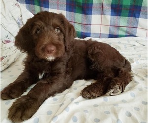 Australian Labradoodle Puppy for sale in BROOKLYN, NY, USA