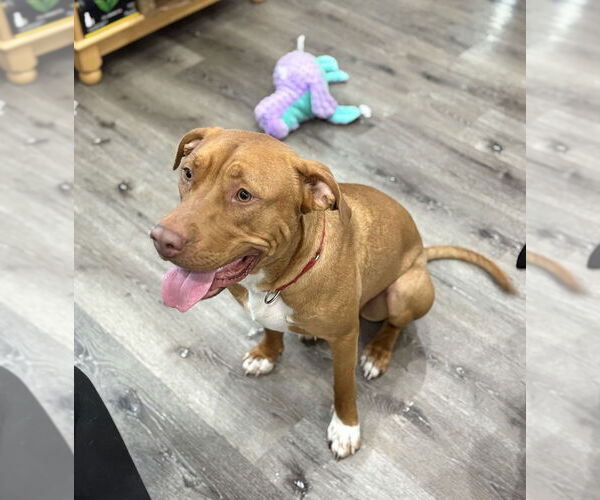 Medium Photo #39 American Pit Bull Terrier-Unknown Mix Puppy For Sale in Brewster, NY, USA
