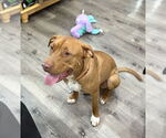 Small #38 American Pit Bull Terrier Mix