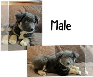 Miniature Australian Shepherd Puppy for sale in NEW WASHINGTN, IN, USA