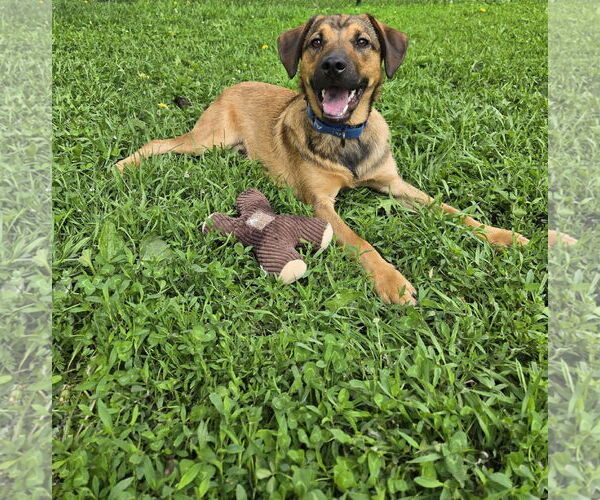 Medium Photo #1 Shepradors Puppy For Sale in Princeton, MN, USA