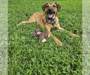 Shepradors Dogs for adoption in Princeton, MN, USA