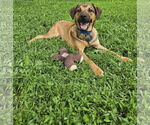 Small Shepradors