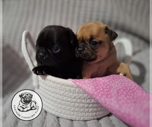 Pug Puppy for sale in NEW BERN, NC, USA