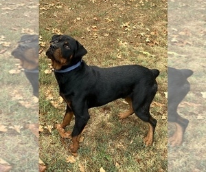 Rottweiler Puppy for sale in SHELL KNOB, MO, USA
