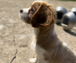 Small Photo #3 Cavalier King Charles Spaniel Puppy For Sale in EDWARDSBURG, MI, USA