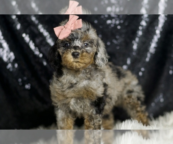 Medium Photo #111 Poodle (Miniature) Puppy For Sale in WARSAW, IN, USA