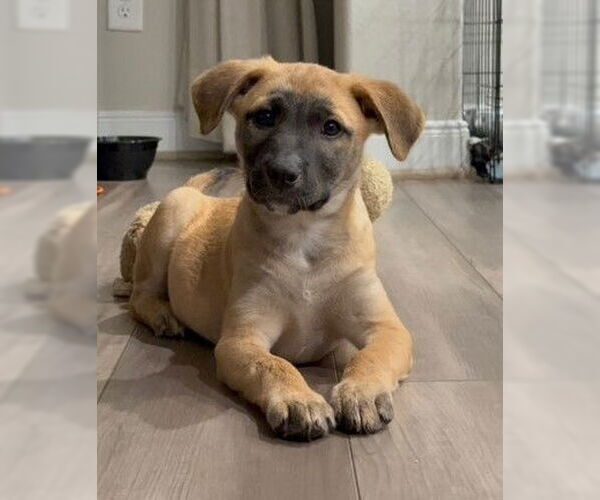Medium Photo #1 Labrador Retriever-Unknown Mix Puppy For Sale in The Woodlands, TX, USA