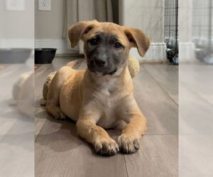 Labrador Retriever-Unknown Mix Dogs for adoption in The Woodlands, TX, USA