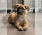 Small Labrador Retriever Mix