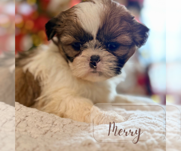 Medium Photo #3 Shih Tzu Puppy For Sale in ADDISON, IL, USA