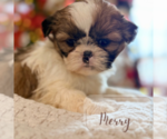 Small #2 Shih Tzu
